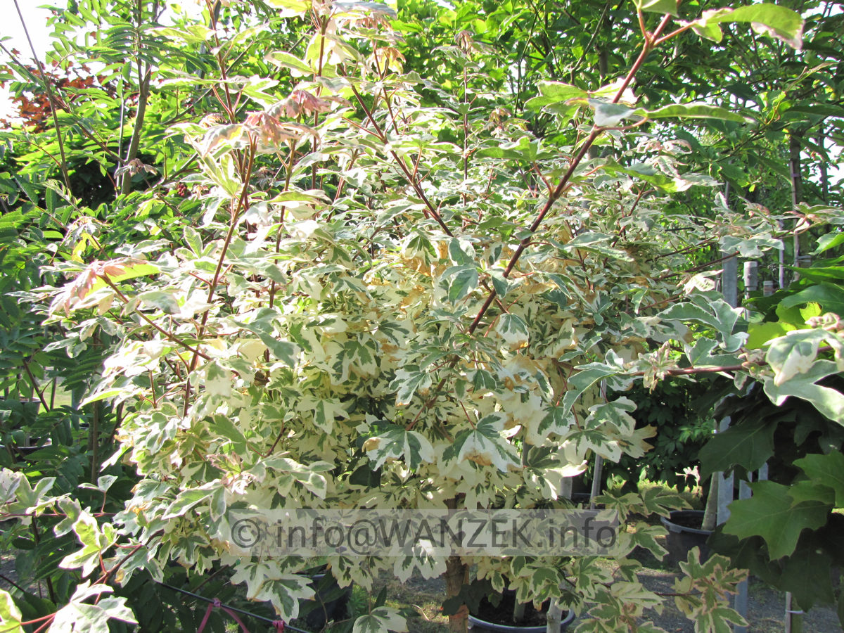 Acer campestre Carnival Juni.JPG